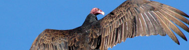 Turkey Vulture